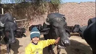ਪਰਵਾਨ ਸਿੰਘ ਧਾਲੀਵਾਲ ਸਟੱਡ ਫਾਰਮ