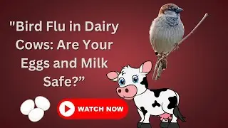 Bird Flu in Dairy Cows  Are Your Eggs and Milk Safe?