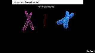 1. 12B05.5 CV1 Polygenic Inheritance
