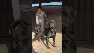 Black Rottweiler dog in Popular and dangerous dogs breed 🐕 #rottweiler #dogbreed #popular