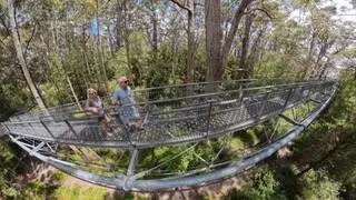 The Valley of The Giants Treetop Walk, WA