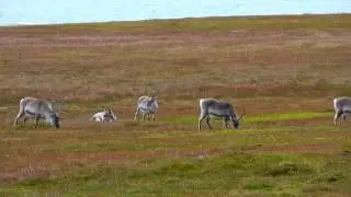 Reindeer Grazing 4