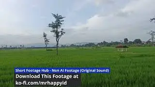 Lush Green Rice Field Landscape - Fresh Morning Vibe - 100% Non-AI Original Footage (1080p | 30fps)