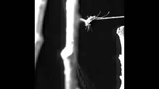 Directional web strikes by ray spiders in response to airborne prey