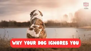 Why Your Dog Ignores You: Common Mistakes Every Dog Parent Makes 🐾| UZR Tube