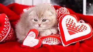 Very Nice Kittens Videos #funny #funnyanimalsnetwork  ❣️❣️💞