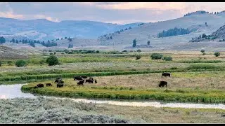 Conservation Connect: Bison, Back from the Brink &bull; Daily Dose of Nature