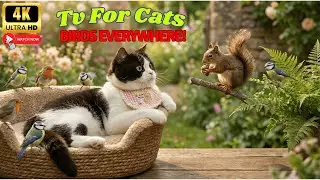 Cat TV for Cats to Watch 🌿Soft Garden Ambience for Deep Relaxation — Loved by Cats & People