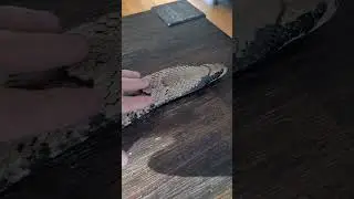 Petting my #venomous false water #cobra ! #pets #cute #animals #shorts #snake #bite #trending #viral