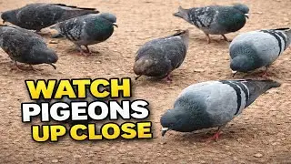 Love Cute Pigeons Moments 😘🔥 |  Eating, Flying and Landing Status #birds #nature #farm #trending