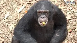 Tacugama Chimpanzee Sanctuary