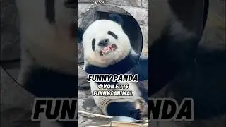 Забавная панда 🐼🤣 #животные #жизньживотных #милыеживотные #панда #короткиевидео #факты