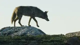 Coyote Hunting a Mountain Goat