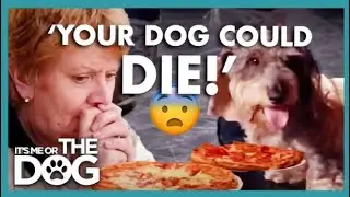 Хозяйка кормит свою толстую собаку пиццей на ужин😳 | Либо я, либо собака