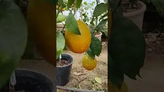 #newhall #arancia #citrus