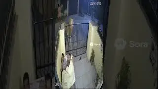 2 guy run away after african lion roar sound cctv footage real