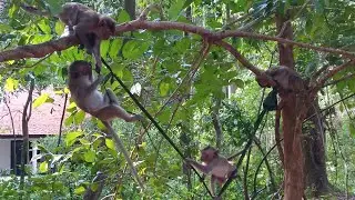 Very Happy Monkeys Play On Hammock Abandoned On The Tree