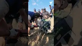 V-Tech - Rhino Horn Trim #animals #rhino