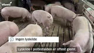 Hvilken betydning har lysniveau hos grisene? (DK undertekster)