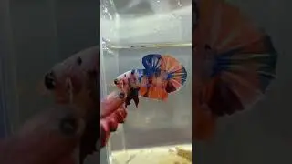 Ikan Cupang Multicolour #rumahcupang #bettafish #ikancupang #bettaworld #bettafishmulticolour