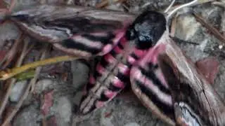 Бражники бирючиновые (Sphinx ligustri)