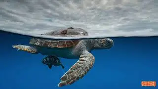 Paul Nicklen and Cristina Mittermeier at Aspen Ideas Festival 2024: Climate of Hope | WWSG