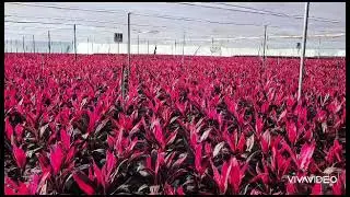 Unas bonitas plantas para el jardín. 