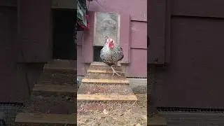 Chicken Wing #chicken #funny #music #chickenfun #funnyanimals #birds #funnybirds #animals #hen