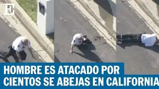 Ataque de abejas en Los &Aacute;ngeles es captado en televisi&oacute;n en vivo | EL PA&Iacute;S