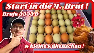 Start in die 4. Brut mit dem Bruja 3333 D  und kleine Kükenschau ! Februar 2025 .
