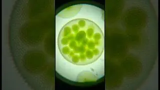 Trypophobia warning...#ai  #memes  #sora  #funny  #aivideo  #yeet  #frenchie