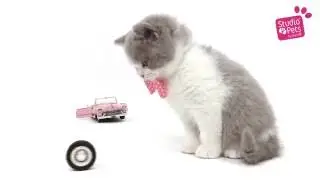 Studio Pets - Kitty Cute
