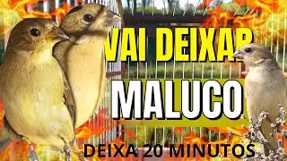 Piado de Papa capim Fêmea Com Piado de Piado de Papa capim Fêmea Para Esquentar Papacapim tuitui