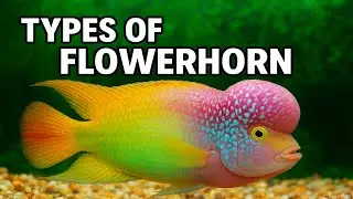 Types of Flowerhorn Fish | Different Flowerhorn Varieties with Names