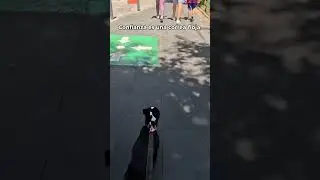 Gracias por sacarme a pasear. #shortsdeperros  #dogwalking  #gratitude #shortvideo #mascotas