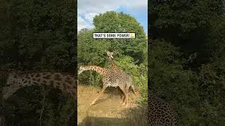 Two giraffes fighting for territory! 😮🦒  -  🎥 BVIRAL / florencecastille