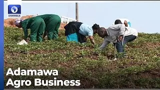 Adamawa Govt Supports Local Exporters' Growth In Agro Business