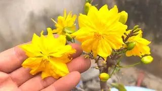 C&aacute;ch chơi mai đại lộc v&agrave; những đều n&ecirc;n biết