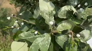 Bhilawa Seeds 🌳 Real Check Video 📲 6205814024
