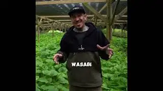 Growing Wasabi