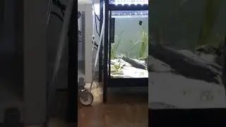 German Blue Rams breeding behaviour