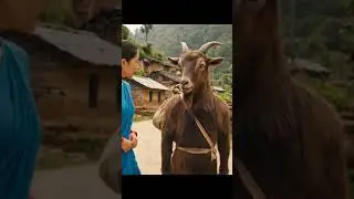 Dashain hoina dasha ho #dashain #khasi #boka #goat #nepal