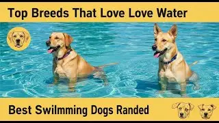 Top Dog Breeds That Love Water 🌊🐾 | Best Swimming Dogs Ranked!