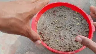 Beetroot at Home  | Ghar Mein Chukander Lagane Se Taiyari Tak  Full Process |Nawaz bhutta vlog