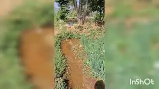 #ಈರುಳ್ಳಿ ಬೆಳೆ #support #viral # summer harvest #