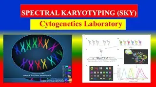 SPECTRAL KARYOTYPING (SKY) test - Definition, Uses, Need, Preparation, Results, Normal Values