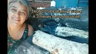 25🍄 👉 🌳HONGOS en TRONCOS: a 3 meses de su inoculaci&oacute;n con MICELIO. Cultivar girgolas en troncos =)