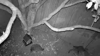 4 Kits Foraging 