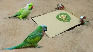 New Creative Bird Trap Using Cardboard & Underground Hole
