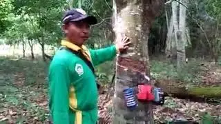 testimoni ECO farming pada tanaman karet order khusus wa 085219000908